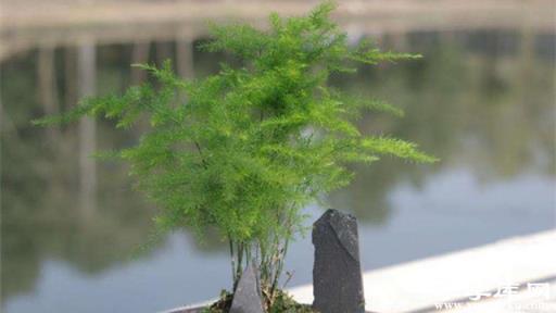 文竹盆景的制作方法