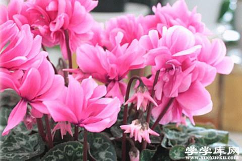 冬天陽(yáng)臺(tái)“光禿禿”？家里種上這4盆“花”，家里也有小花園！